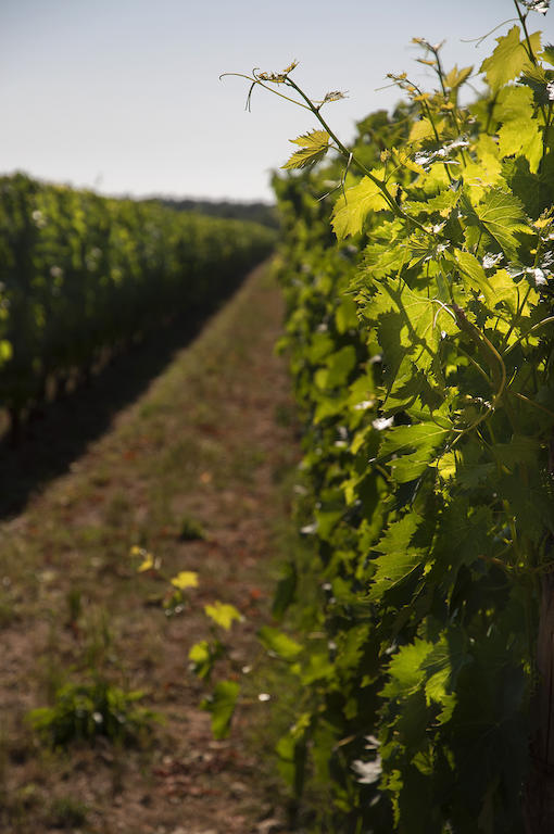 Agriturismo Quattro Pini Castagneto Carducci Kültér fotó